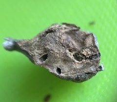 Andricus quercuspetiolicola