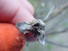 Rhopalomyia californica