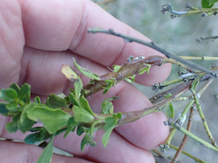 Gnorimoschema baccharisella