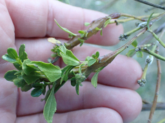 Gnorimoschema baccharisella