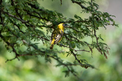 Ploceus