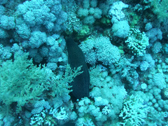 Gymnothorax javanicus