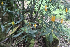 Pachystachys lutea