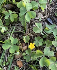 Oxalis corniculata