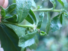 Rhopalomyia californica