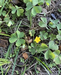 Oxalis corniculata
