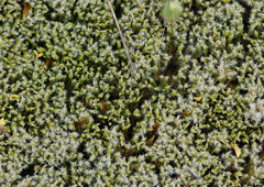 Racomitrium canescens