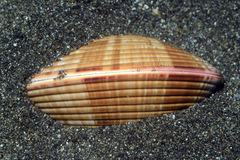 Callista planatella