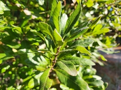 Myricaceae