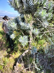 Leucadendron argenteum