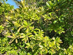 Myricaceae