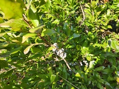 Myricaceae