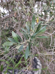 Olea