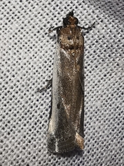 Denticera divisella