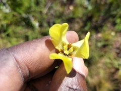 Moraea bellendenii