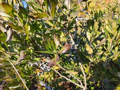 Myricaceae