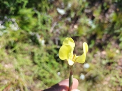 Moraea bellendenii