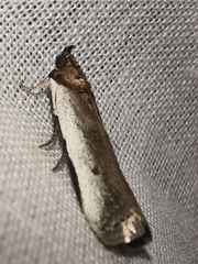 Denticera divisella
