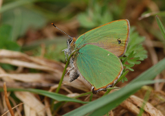 Callophrys rubi