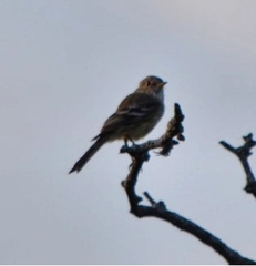 Empidonax fulvifrons