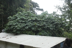 Cecropia obtusifolia