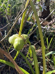 Crinum americanum