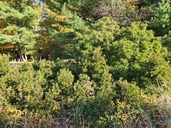 Myricaceae