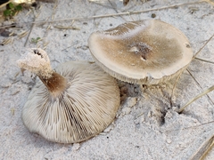 Melanoleuca cinereifolia
