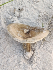 Melanoleuca cinereifolia