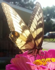 Papilio glaucus