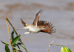 Certhiaxis cinnamomeus