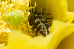 Acmaeodera bowditchi