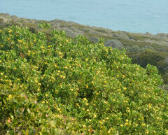 Osteospermum moniliferum
