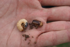 Rhizotrogus aestivus