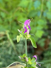 Dicliptera brachiata
