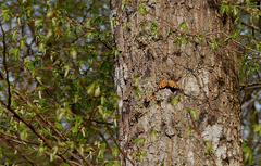 Nymphalis polychloros