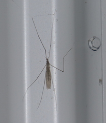 Dicranomyia