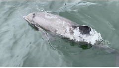Cephalorhynchus eutropia