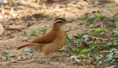 Furnarius leucopus