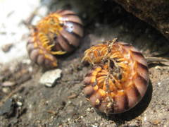 Rhysodesmus constrictus