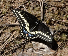 Papilio machaon bairdii
