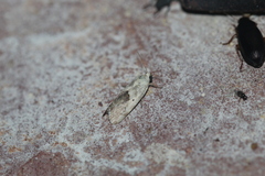 Acontiini