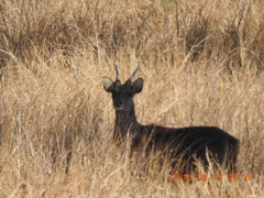 Rusa timorensis