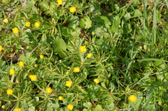 Ranunculus auricomus