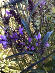 Physostegia virginiana