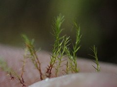 Dicranella schreberiana