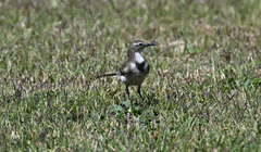 Motacilla capensis capensis