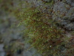 Dicranella schreberiana