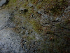 Dicranella schreberiana