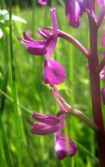 Anacamptis laxiflora